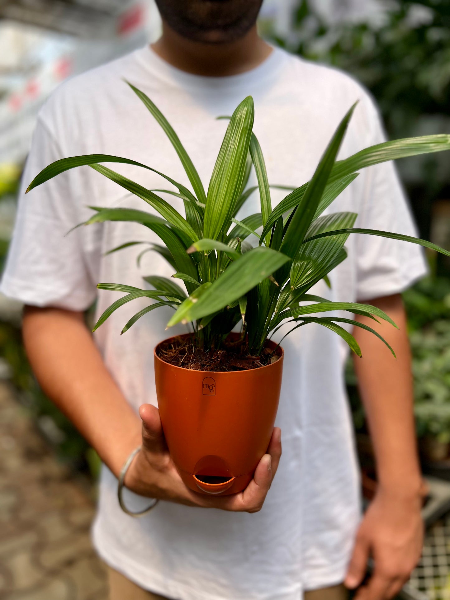Raphis palm