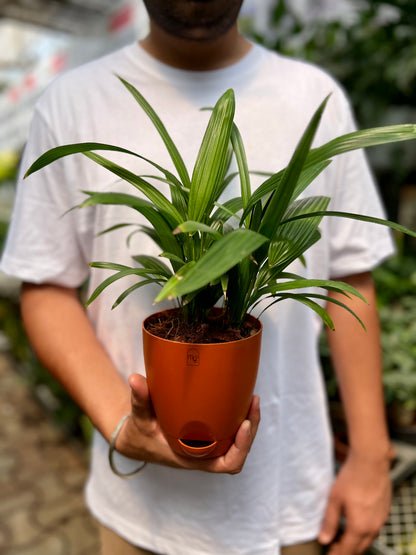 Raphis palm