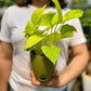 Neon Pothos