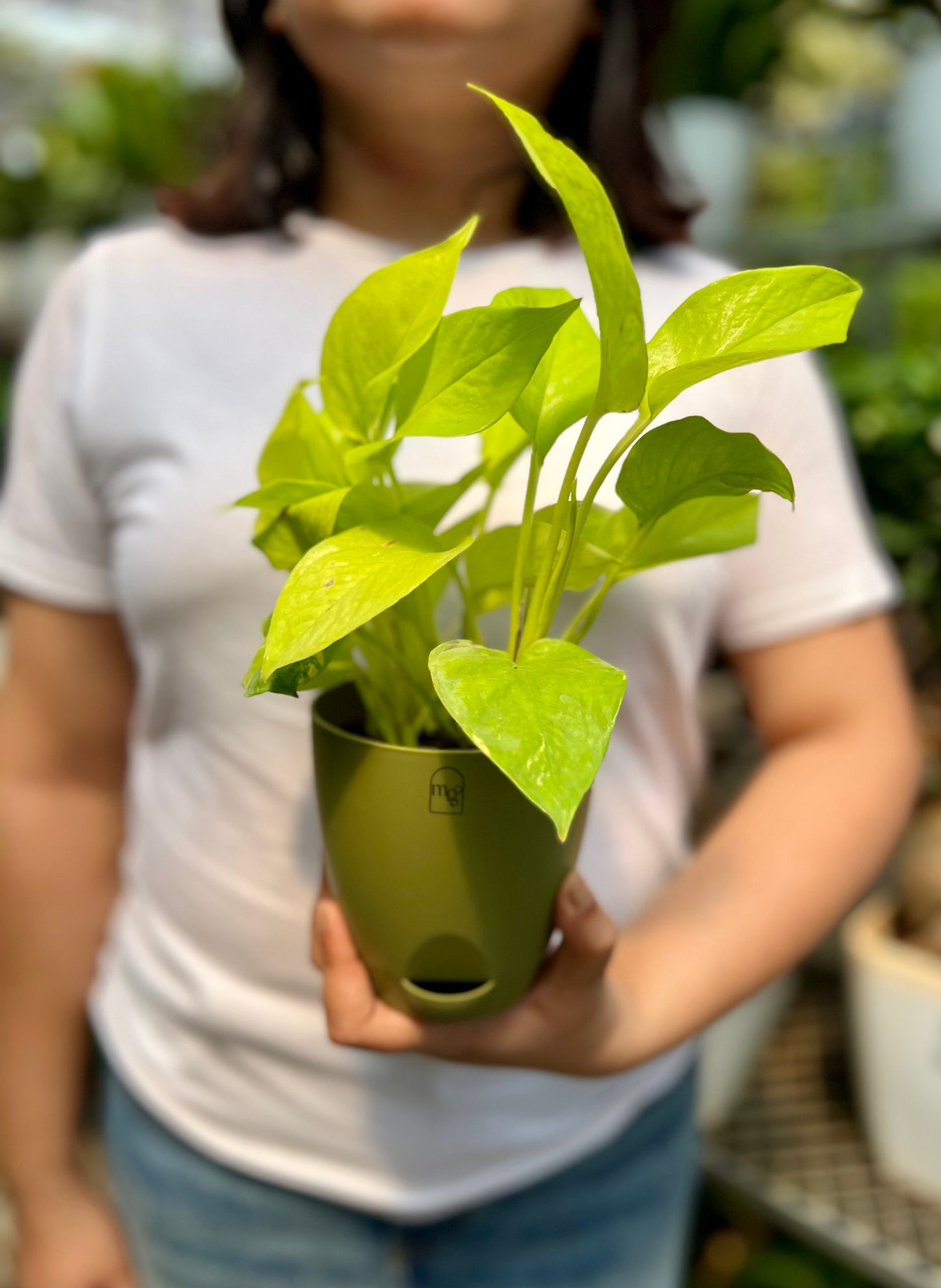 Neon Pothos