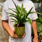 Raphis palm