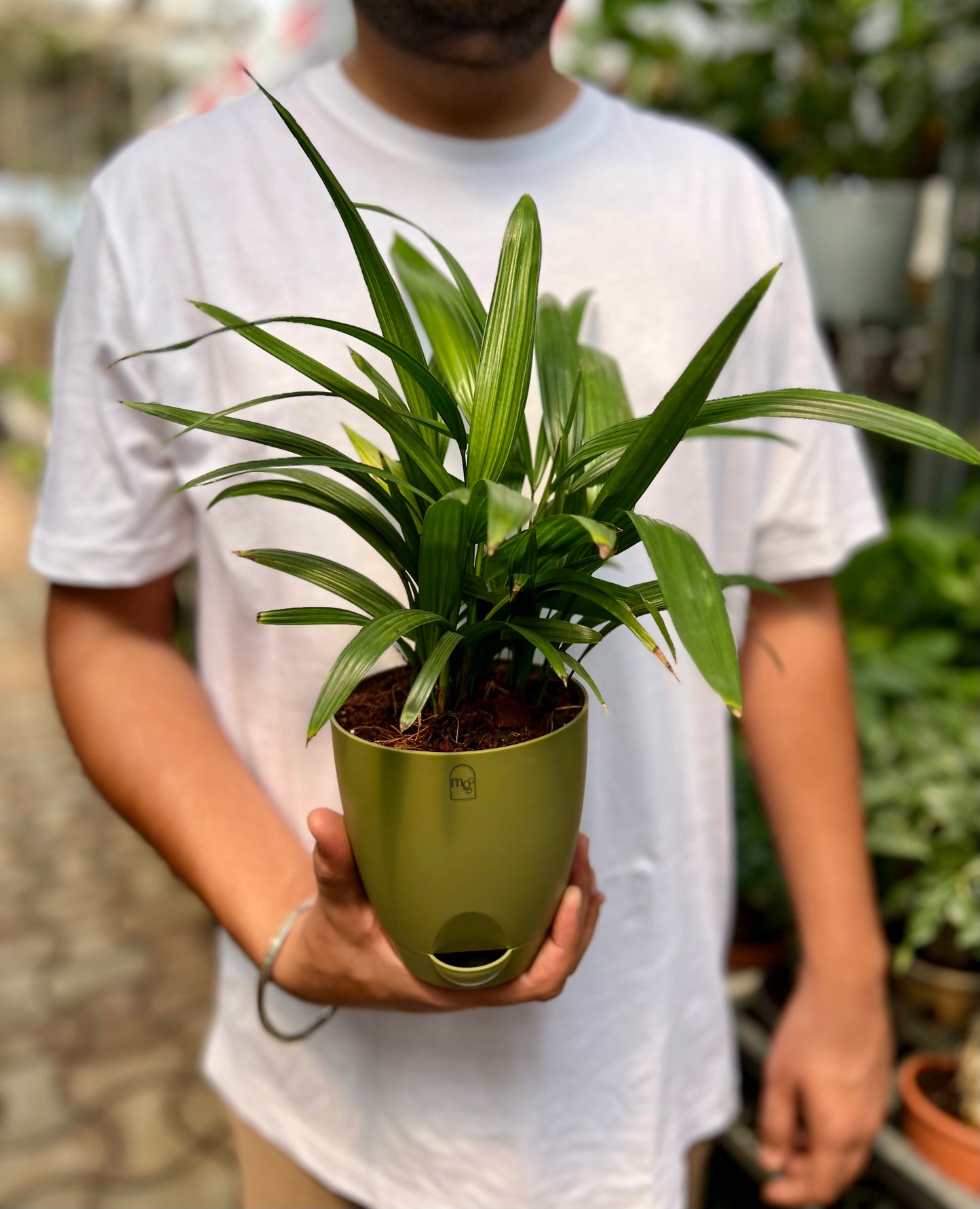 Raphis palm