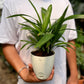 Raphis palm
