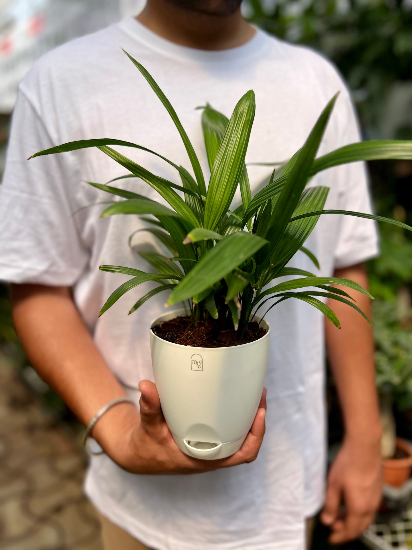 Raphis palm