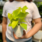 Neon Pothos