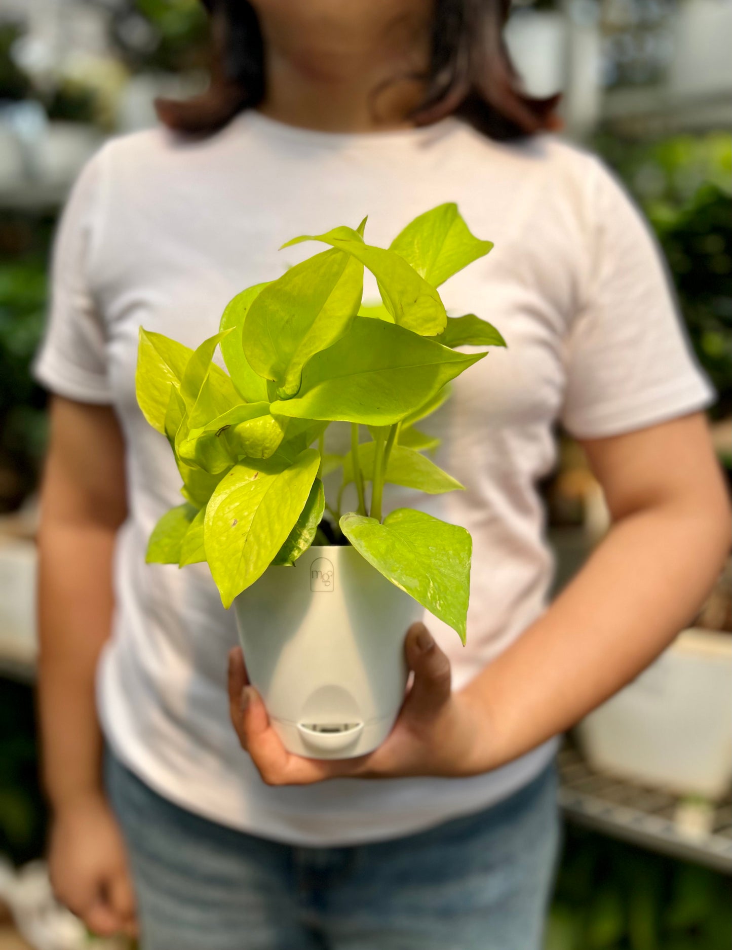 Neon Pothos