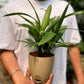 Raphis palm