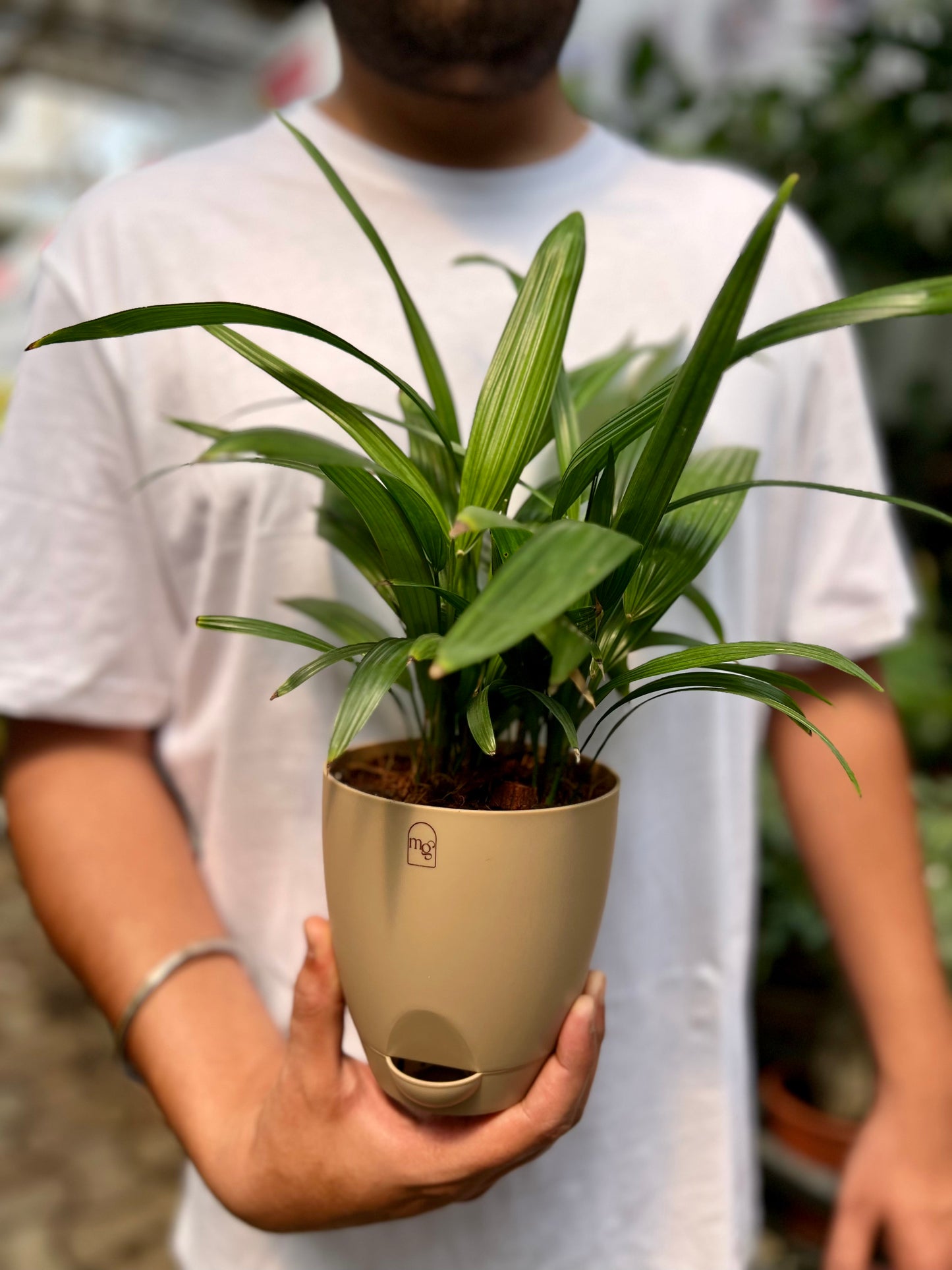 Raphis palm