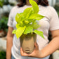 Neon Pothos