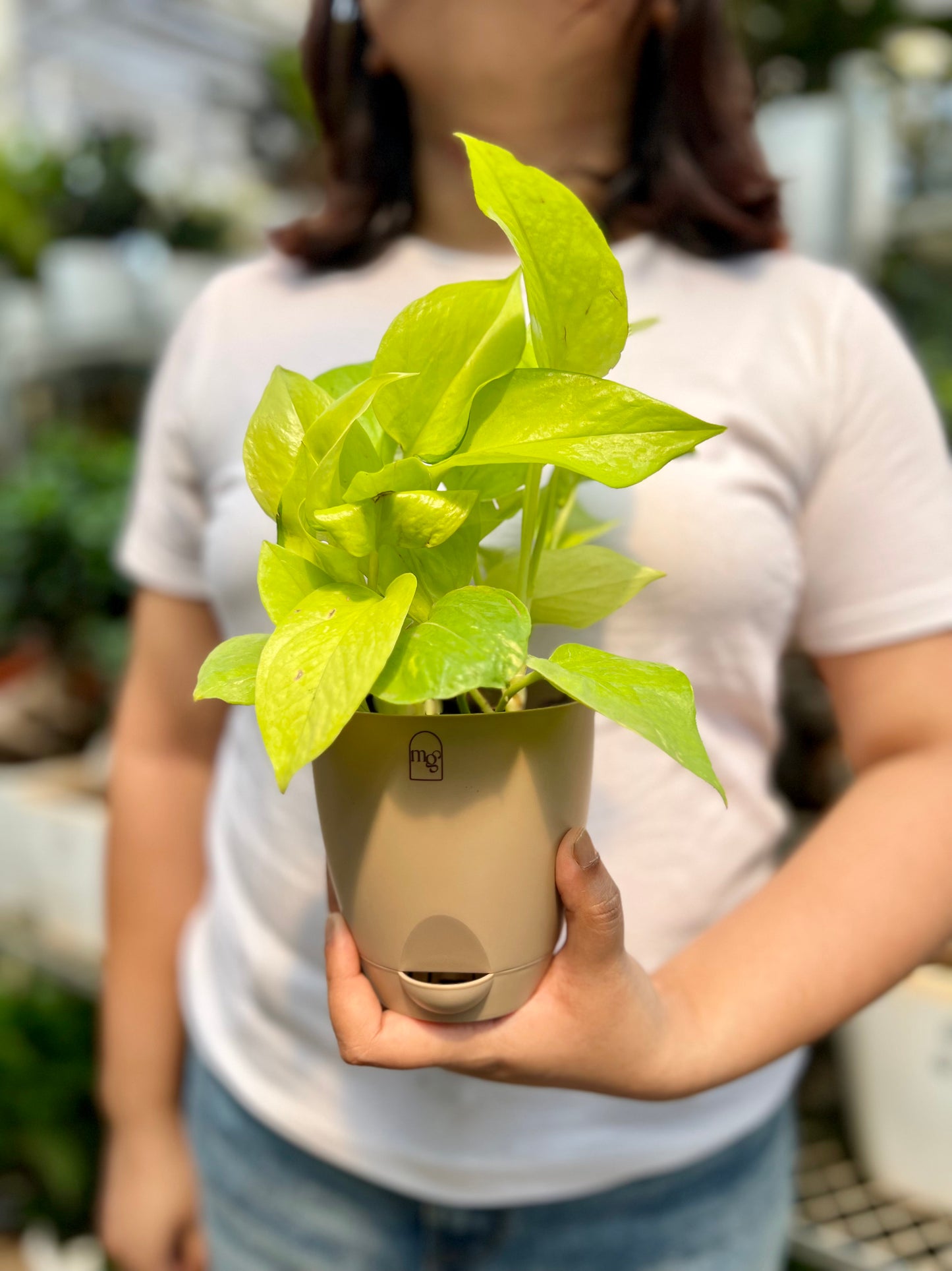 Neon Pothos