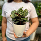 Calathea Peacock