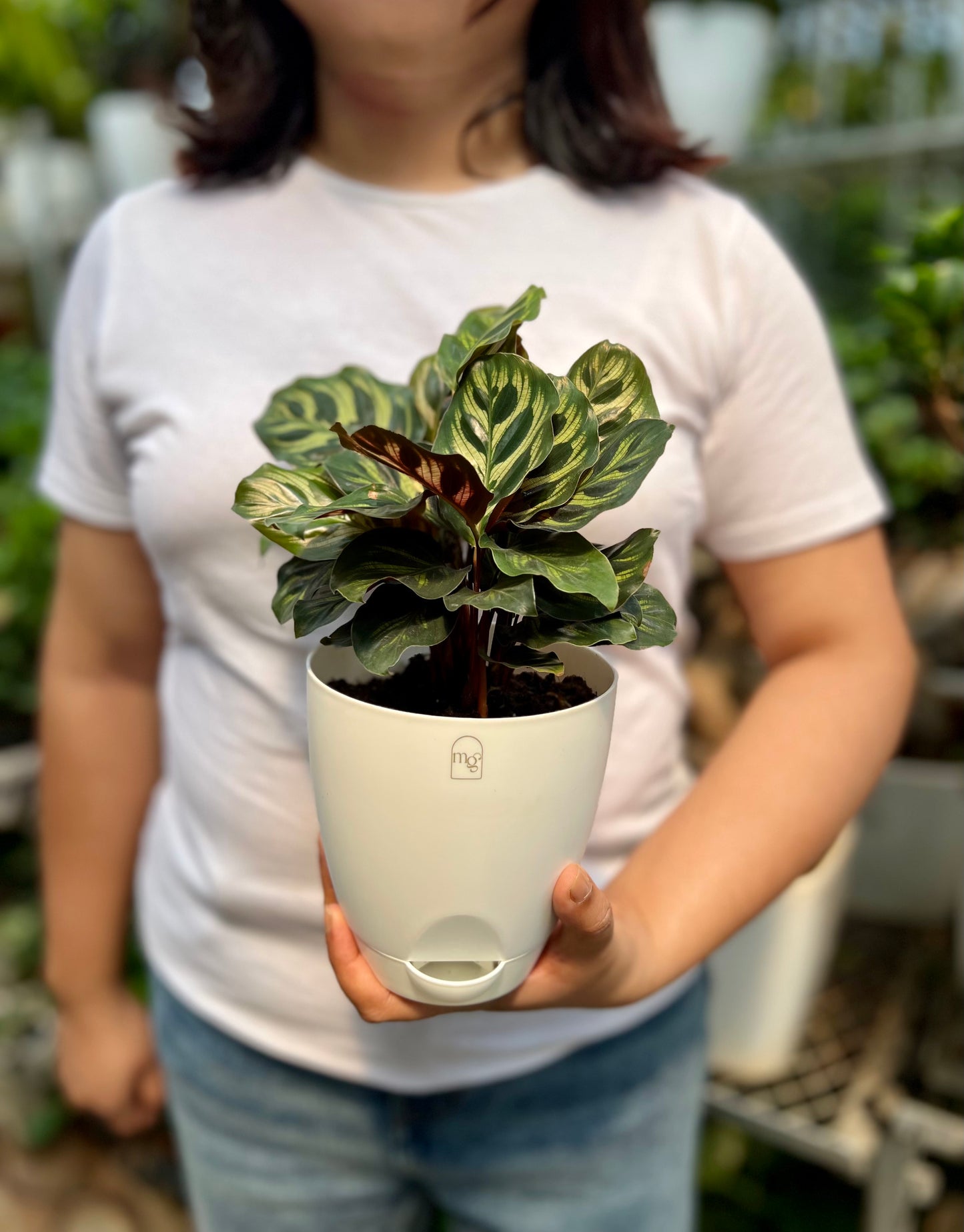 Calathea Peacock