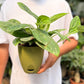 Monstera Peru