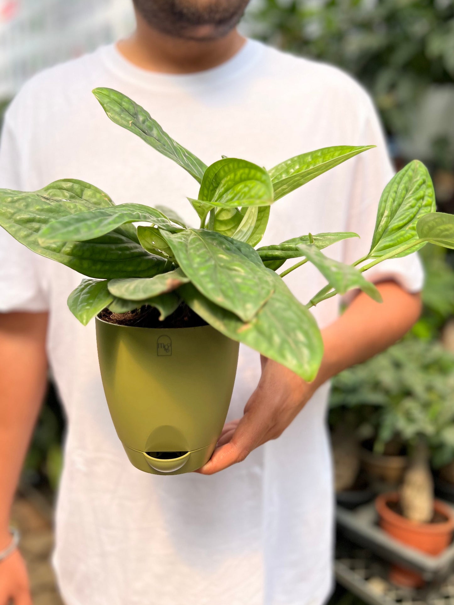 Monstera Peru