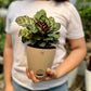 Calathea Peacock