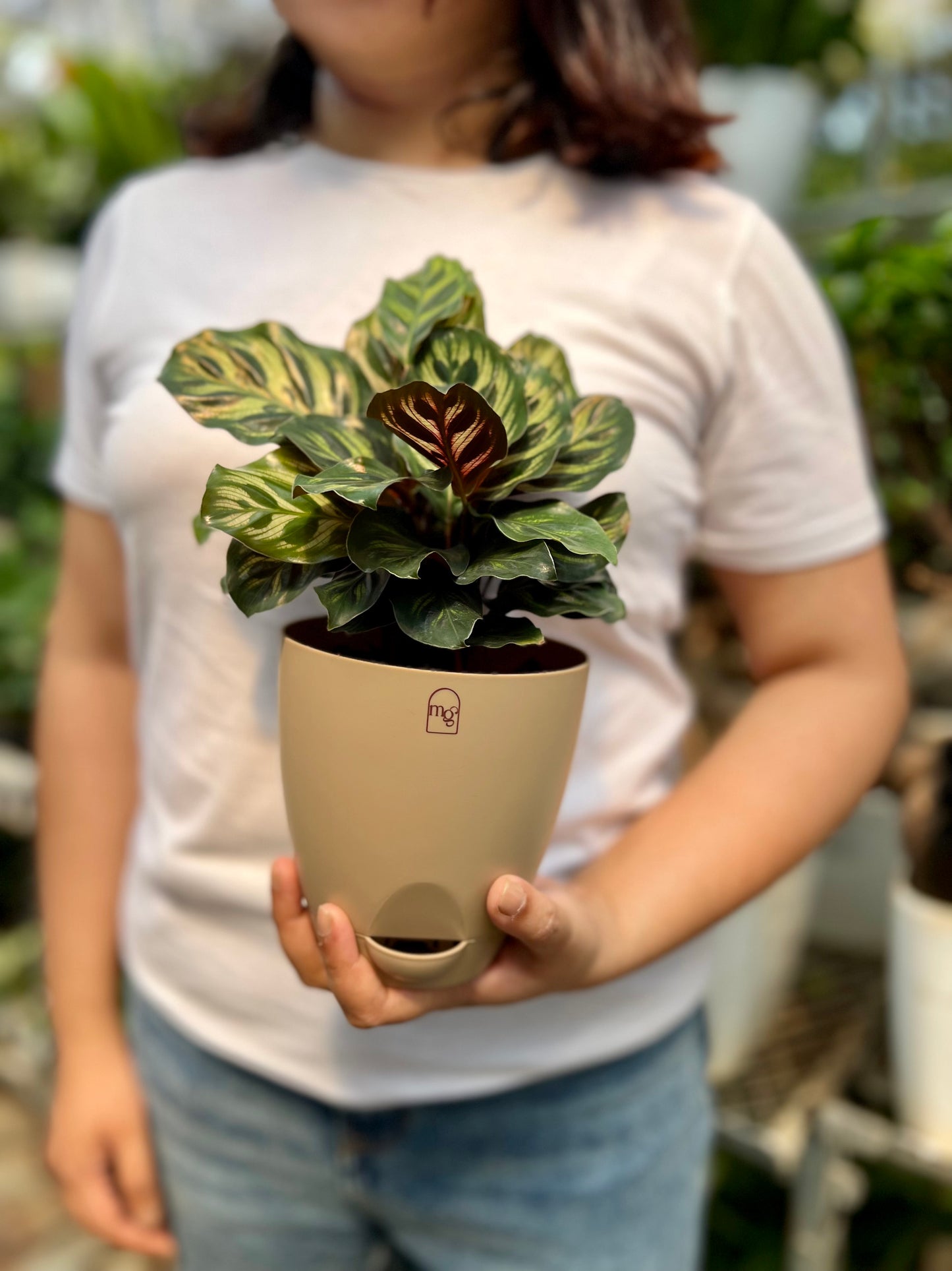 Calathea Peacock