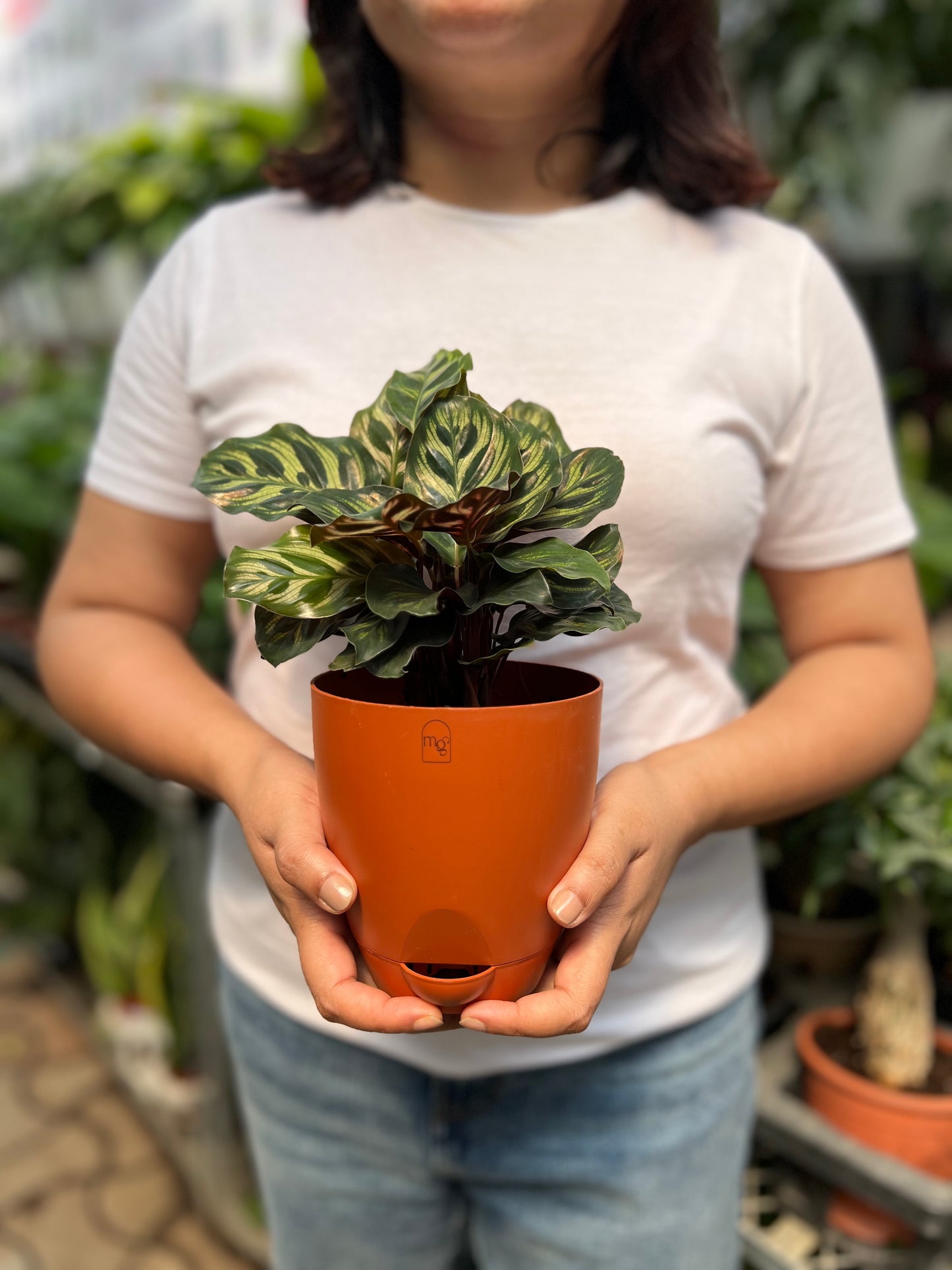 Calathea Peacock