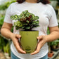 Calathea Peacock