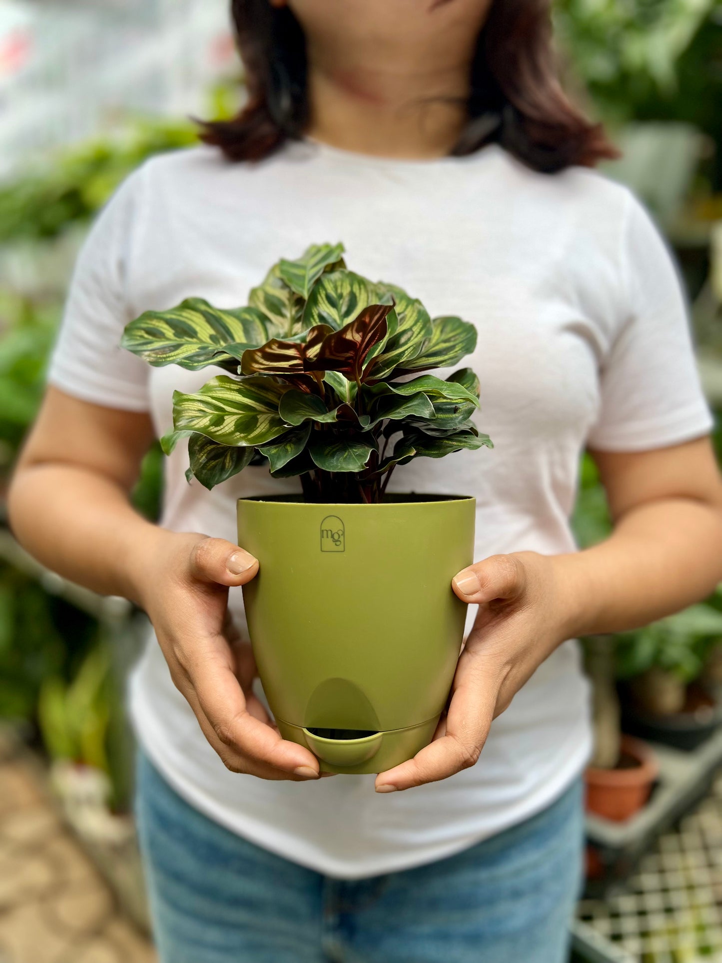 Calathea Peacock