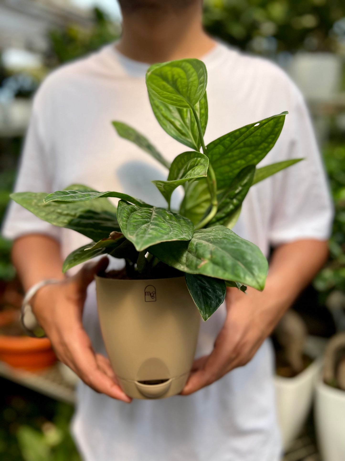 Monstera Peru