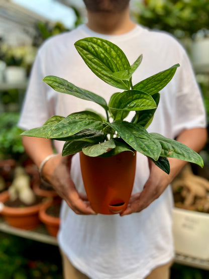 Monstera Peru