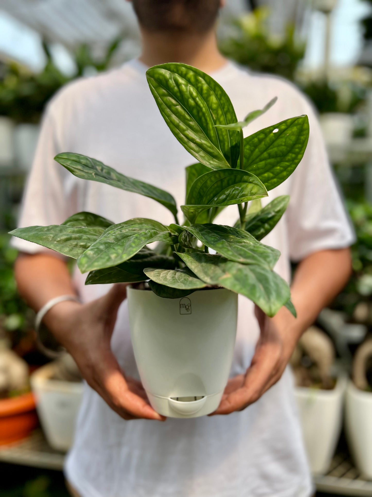 Monstera Peru