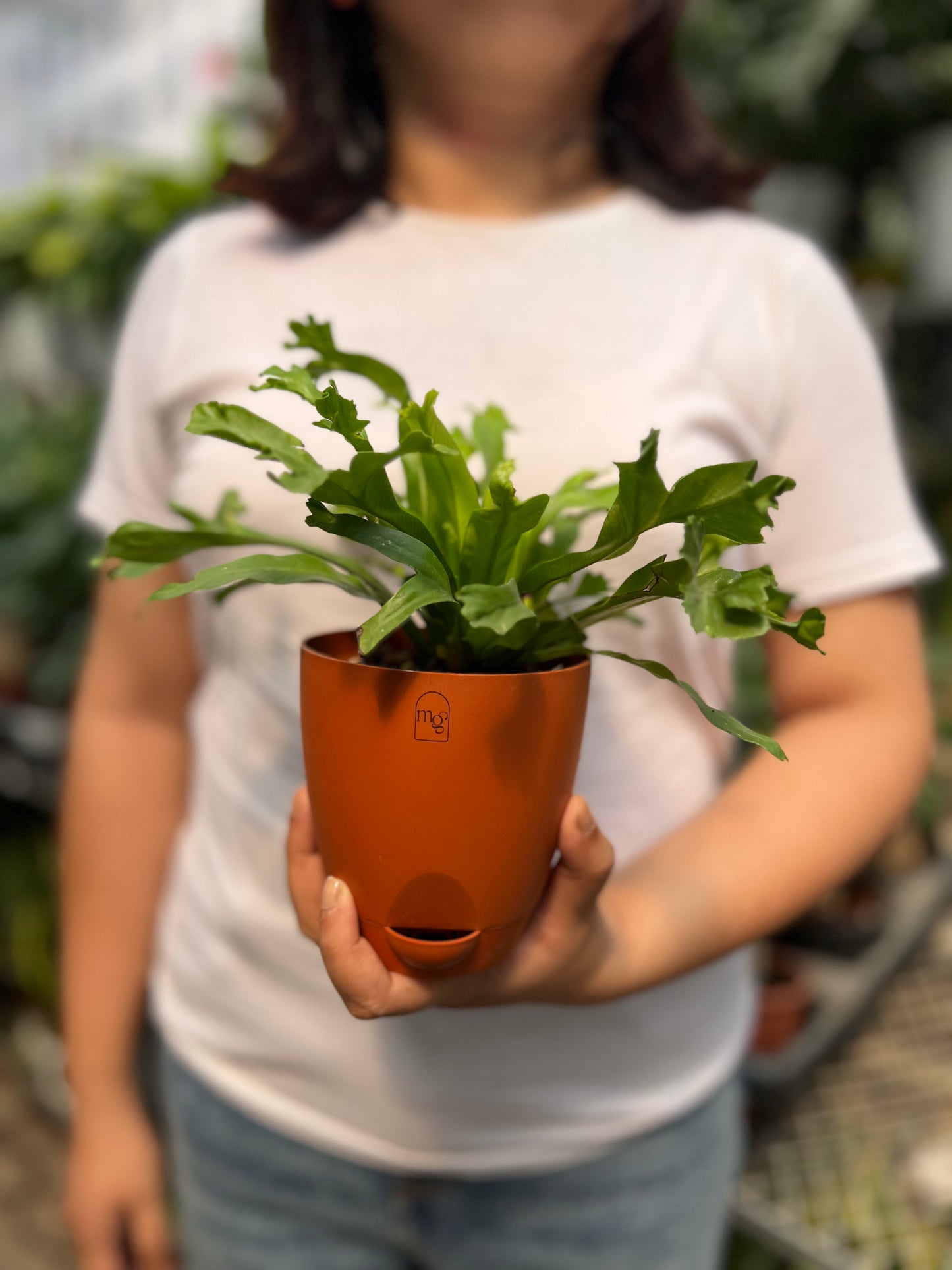 Birds Nest Fern ( Leslie )