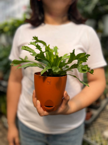 Birds Nest Fern ( Leslie )