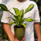 Dracena Corn Plant