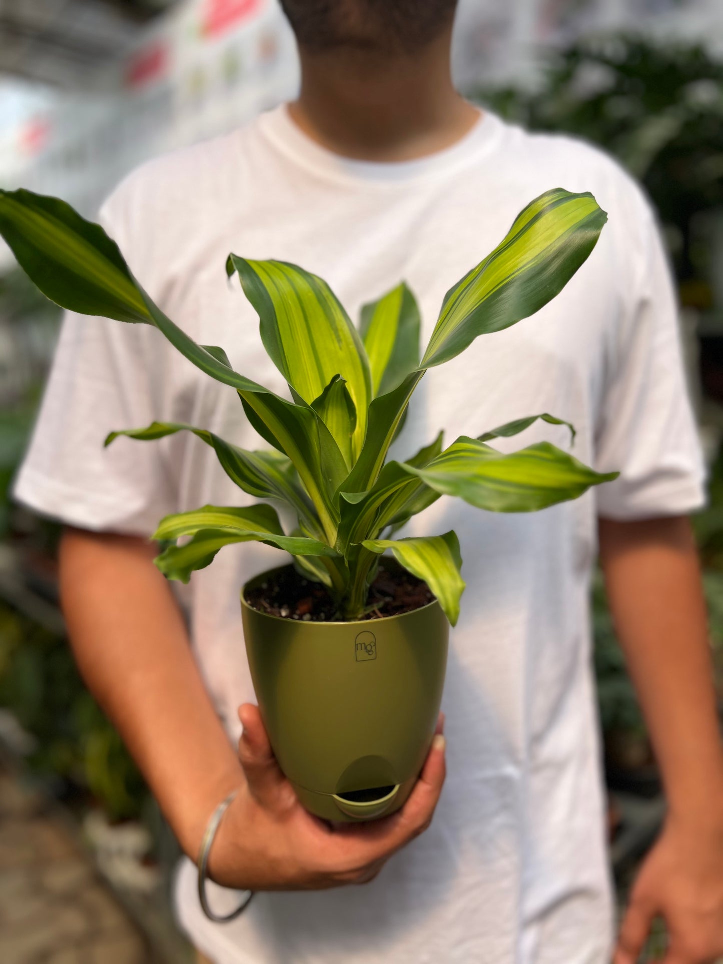 Dracena Corn Plant