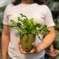 Birds Nest Fern ( Leslie )