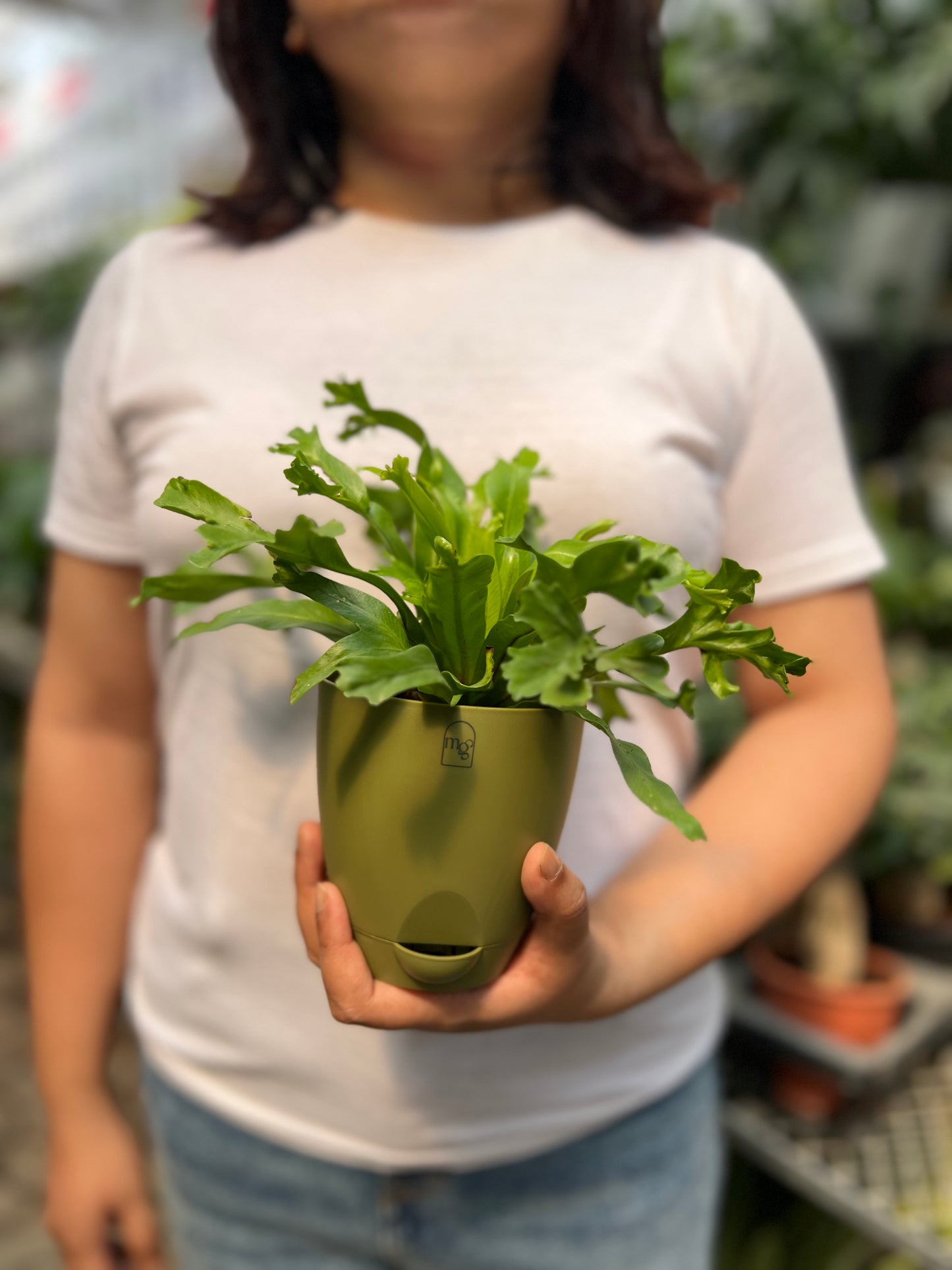 Birds Nest Fern ( Leslie )