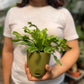 Birds Nest Fern ( Leslie )