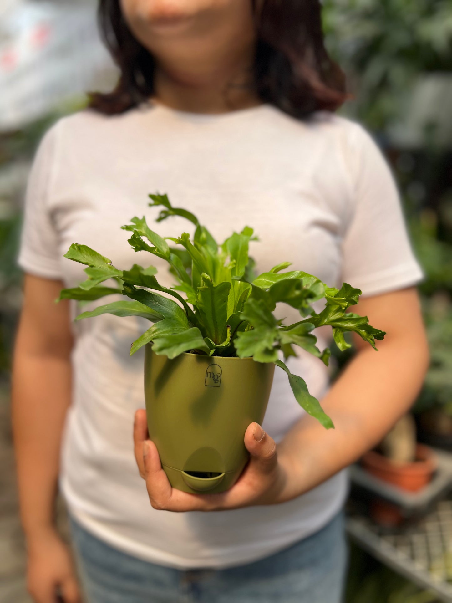 Birds Nest Fern ( Leslie )