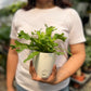Birds Nest Fern ( Leslie )