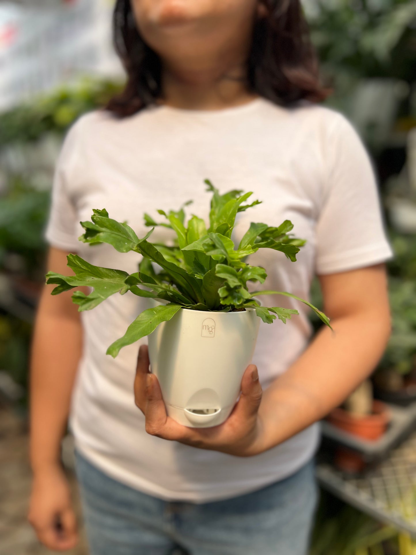 Birds Nest Fern ( Leslie )
