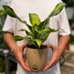 Dracena Corn Plant