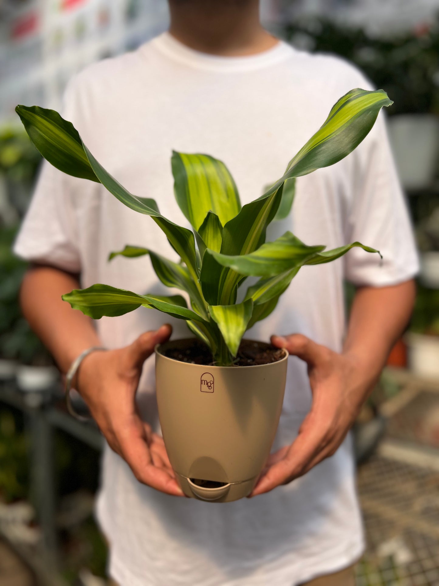 Dracena Corn Plant