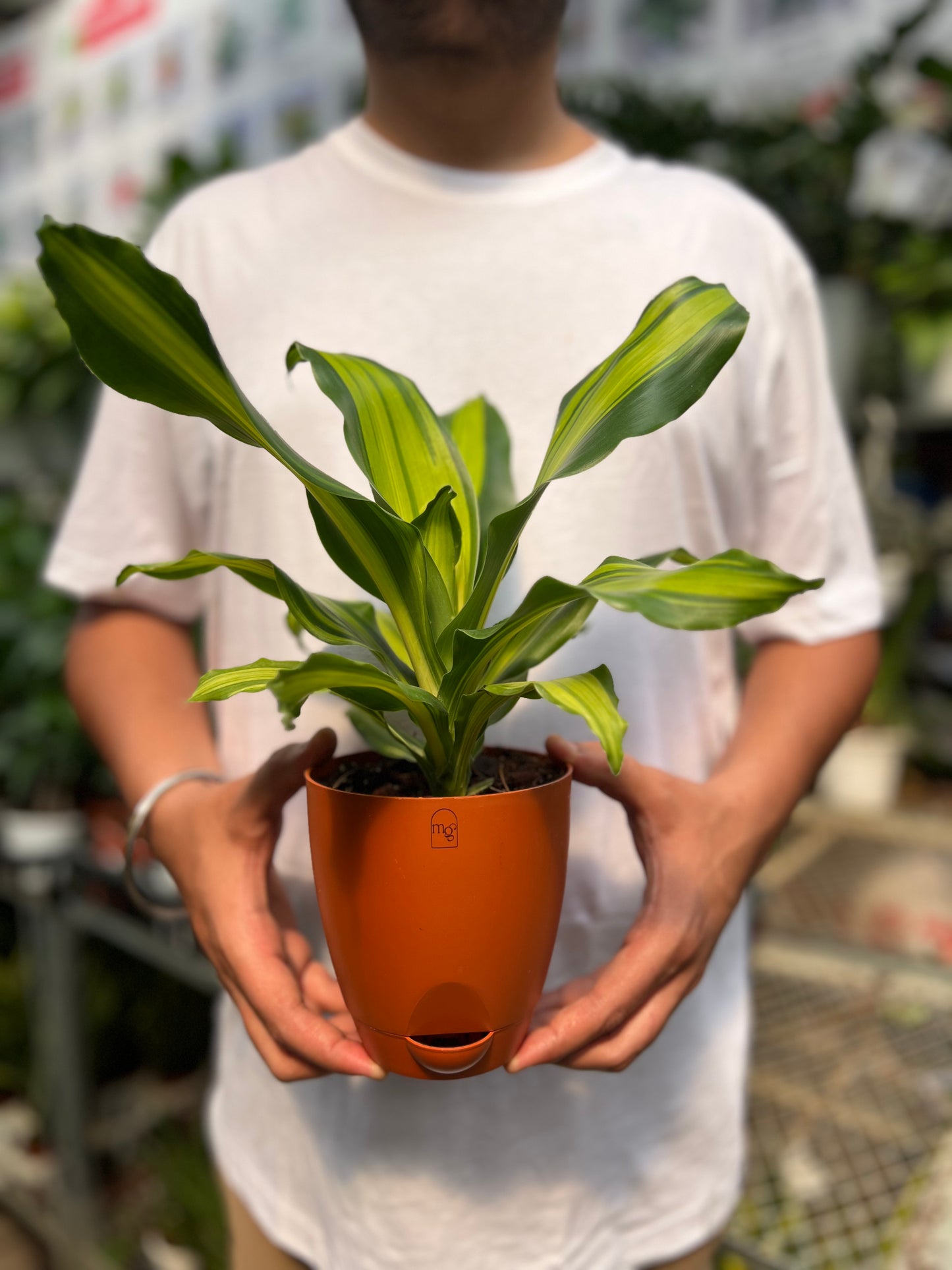 Dracena Corn Plant