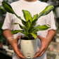 Dracena Corn Plant