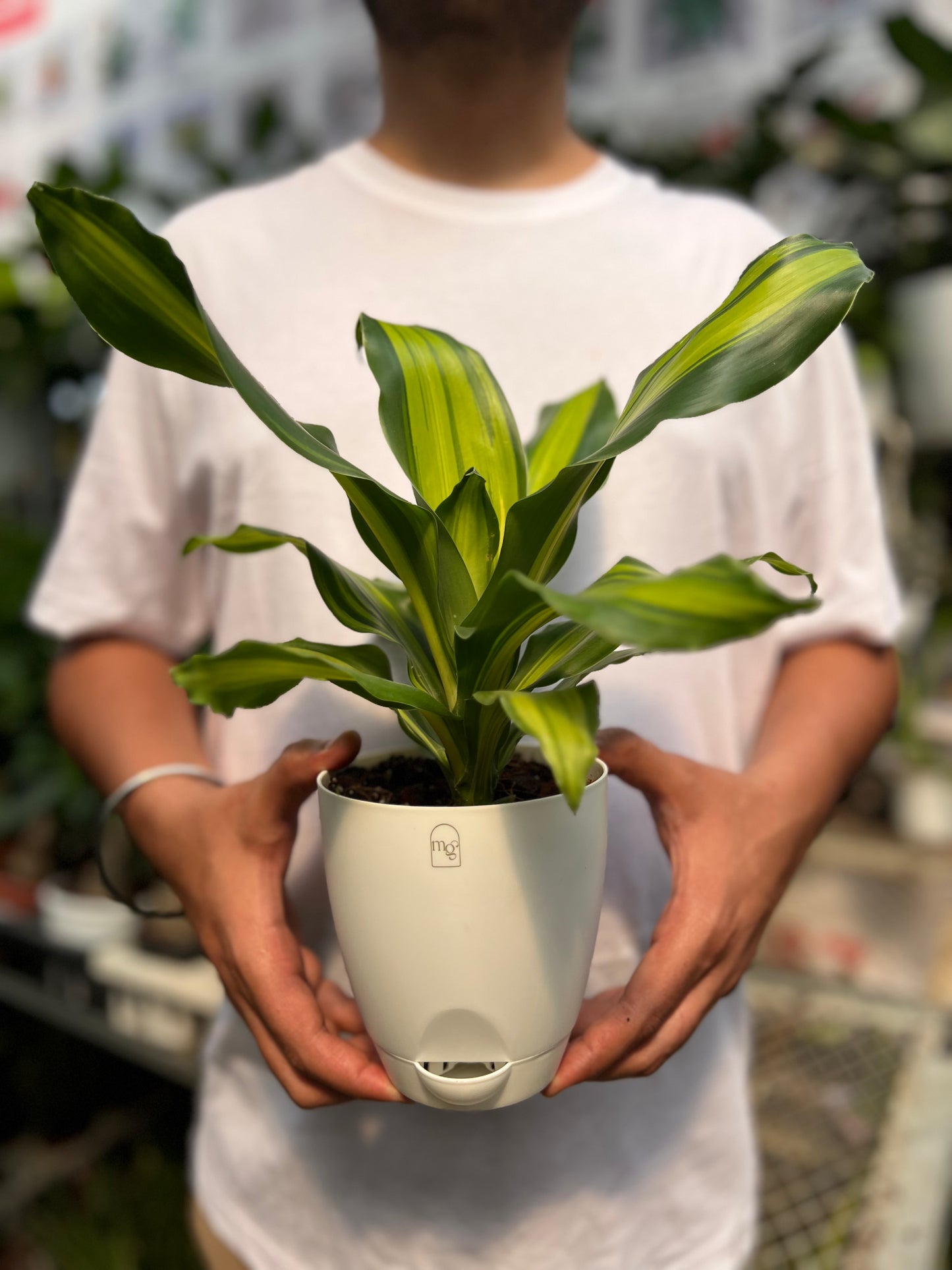Dracena Corn Plant
