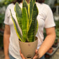Snake Plant