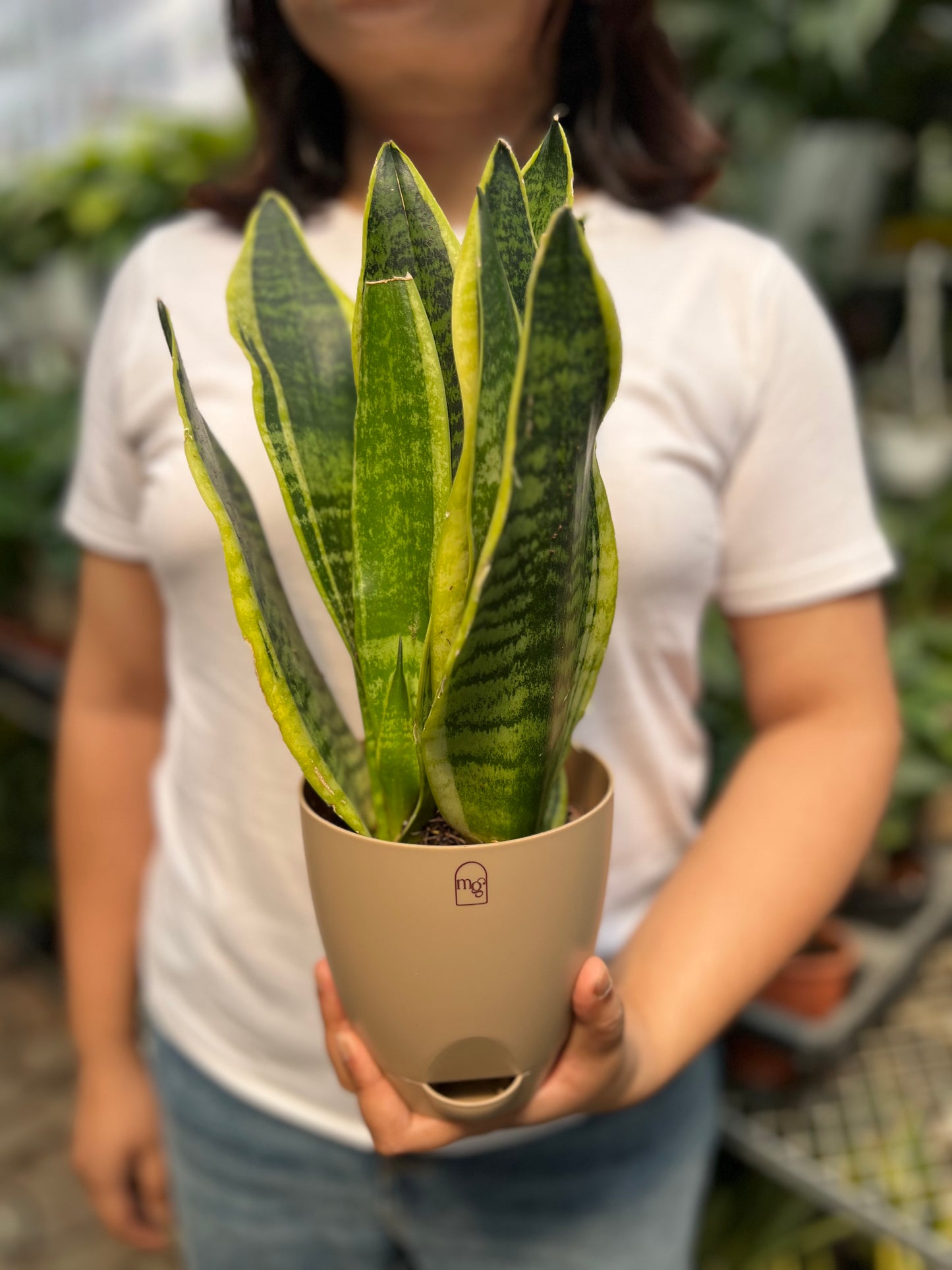 Snake Plant