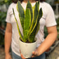 Snake Plant