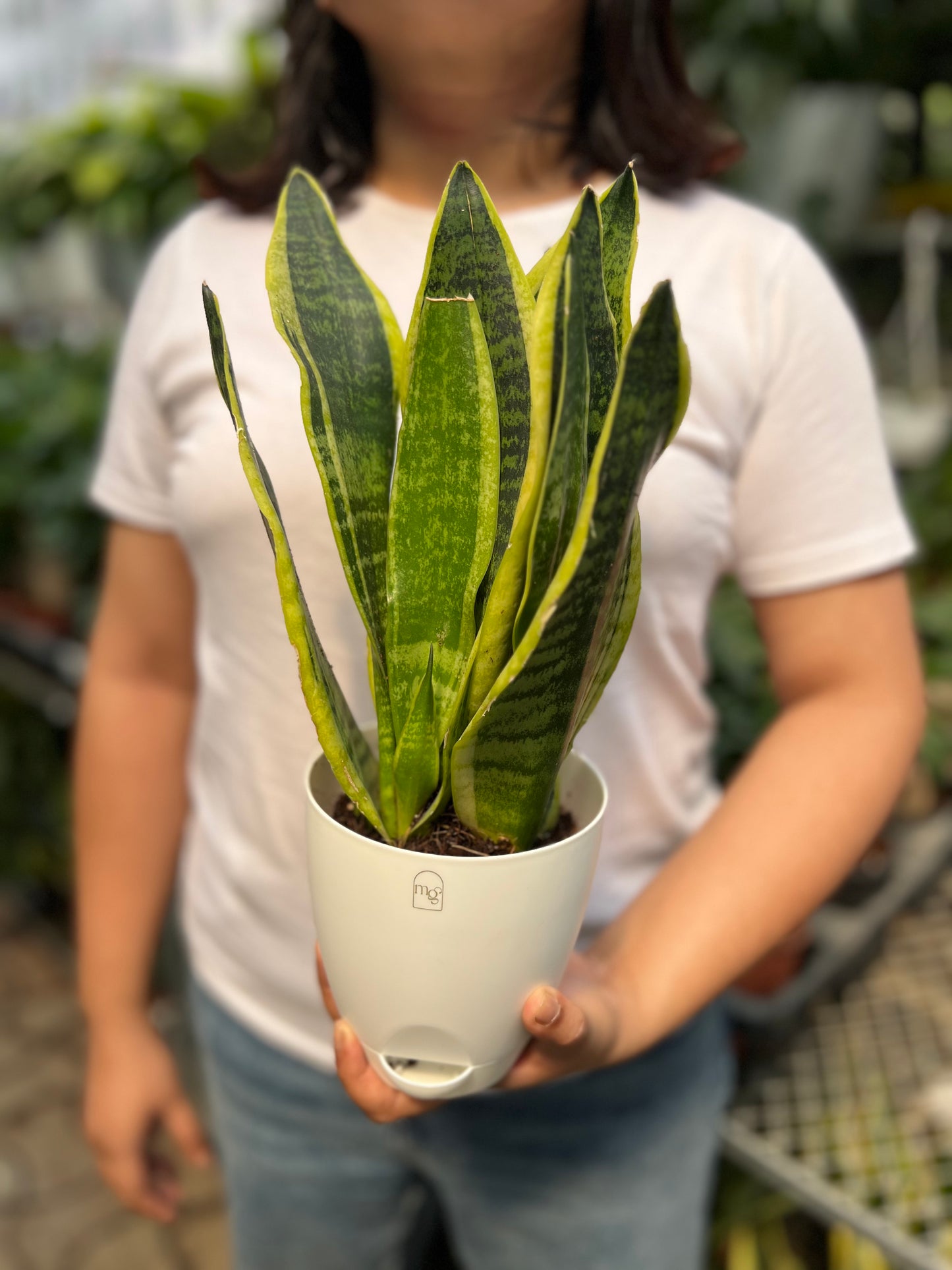 Snake Plant