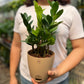 ZZ Plant / Zamioculcas Zamifolia