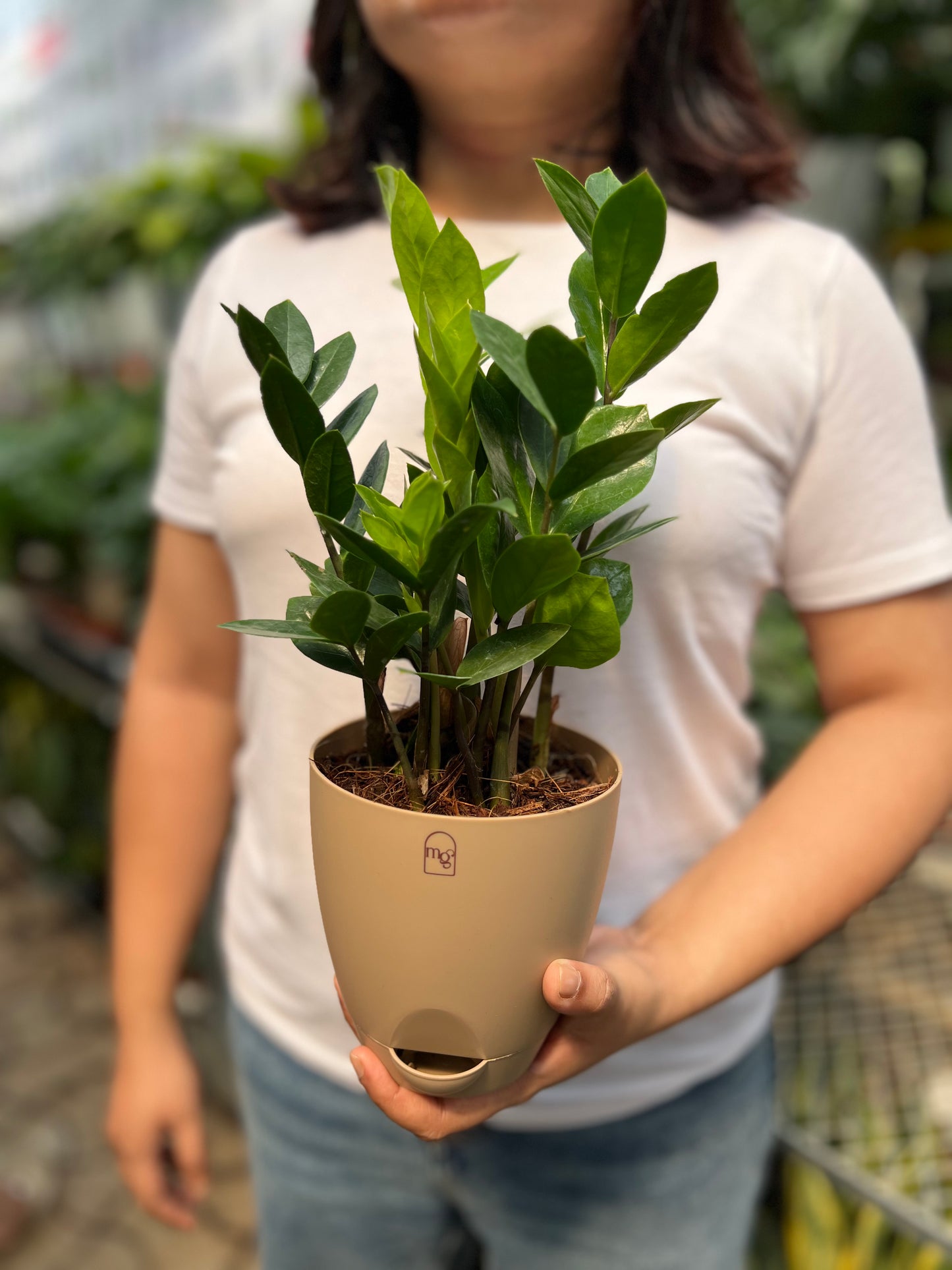 ZZ Plant / Zamioculcas Zamifolia