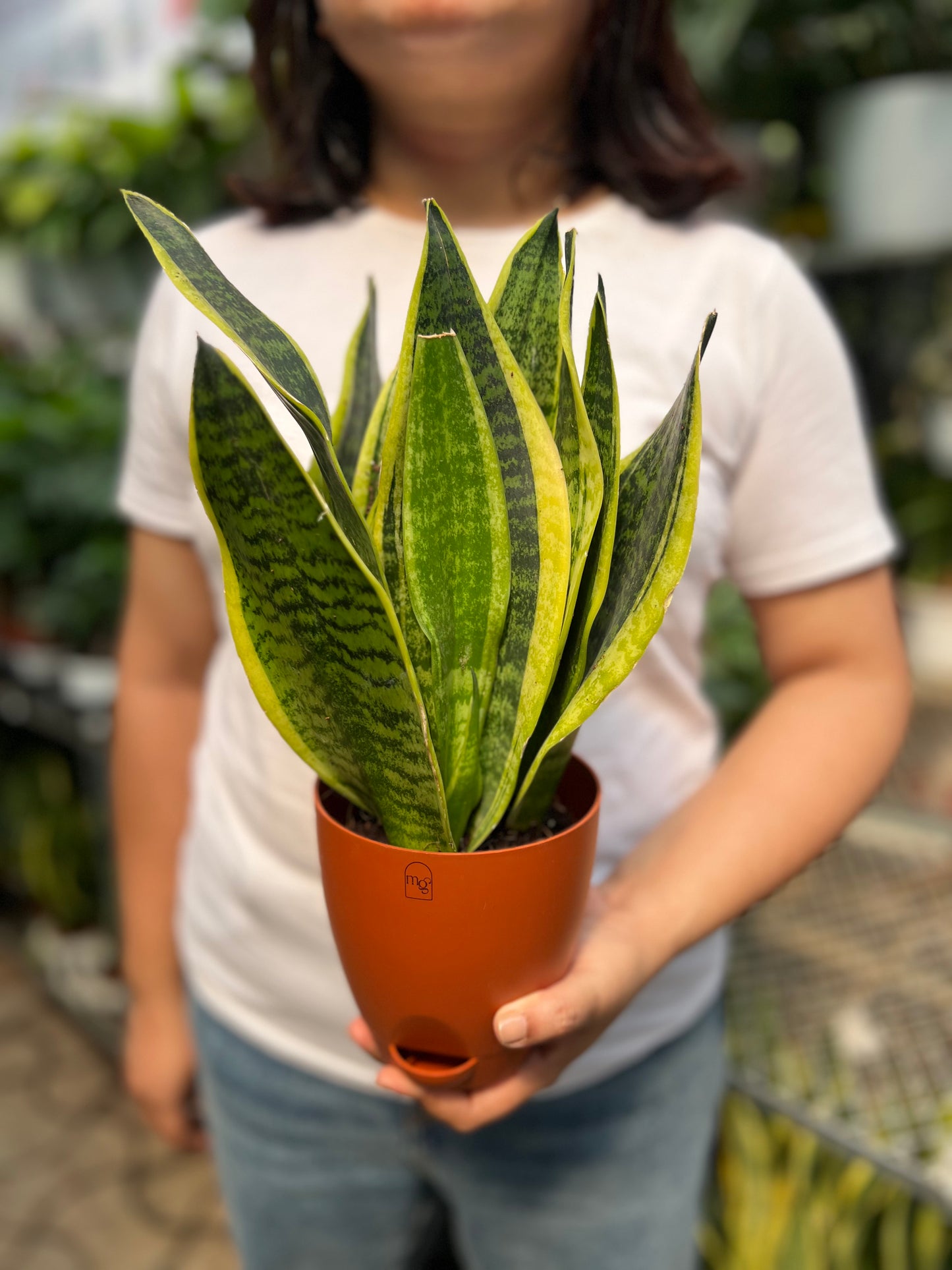 Snake Plant