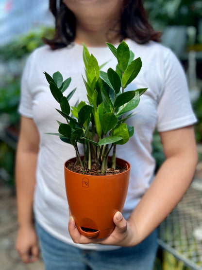 ZZ Plant / Zamioculcas Zamifolia