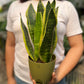 Snake Plant